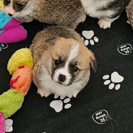 Chops - White and red male Pembroke Welsh Corgi puppy in Williams, California from Half Hitch Corgis