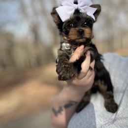 Yorkshire Terrier Puppies from Kruz Kennels