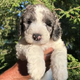 Breeze - Merle female Bernedoodle puppy in Coopersburg, Pennsylvania from Deutsch Hund Haus