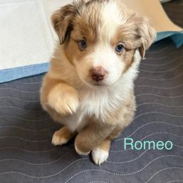 Miniature Australian Shepherd Puppies from Higher Elevations Mini Aussies