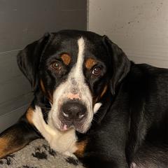 Hellga - Greater Swiss Mountain Dog