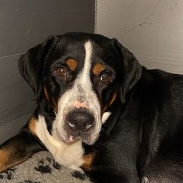 Hellga - Greater Swiss Mountain Dog