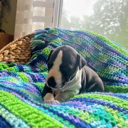 Jett - Black male Whippet puppy in Oneida, Tennessee from Saving Grace