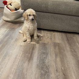 Poodle Puppies from Segraves Poodles