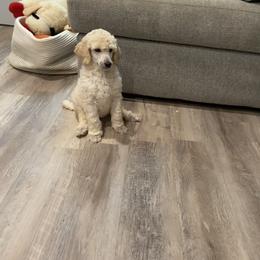 Poodle Puppies from Segraves Poodles