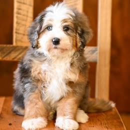 Eagle - Tri-color male Bernedoodle puppy in Dundee, Ohio from Down Home Doodle