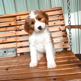 Promise - Red female Bernedoodle puppy in Jackson, Missouri from Pincksten Family Doodles