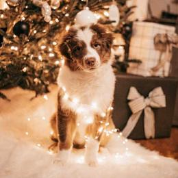 Australian Shepherd Puppies from Shadowood Australian Shepherds