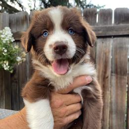 Ravioli - Red & white male Miniature Australian Shepherd puppy in Fort Collins, Colorado from Basil’s Sweet Creatures