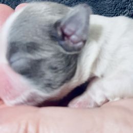 Great Pyrenees and Shih Tzu Puppies from Ashville Shih Tzu Chalet