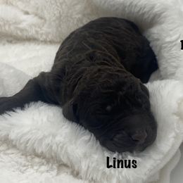 Boy 2 - Goldendoodle puppy in Franklin, Tennessee from Hey Doodle Doodle