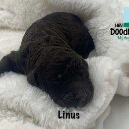 Boy 2 - Goldendoodle puppy in Franklin, Tennessee from Hey Doodle Doodle