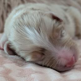 Rose - red merle female - Red merle female Australian Shepherd puppy in Texas from Wray Aussies