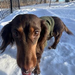 Hershey - Dachshund