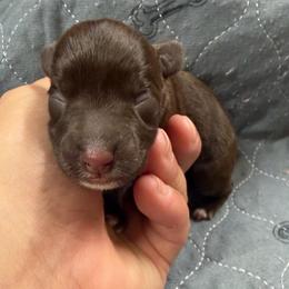 Sadie - Liver female Miniature Schnauzer puppy in Plaucheville, Louisiana from Honey Doux Southern Paws