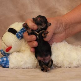 Boy 2 - male Havanese puppy in Salt Lake City, Utah from Steal Your Heart Havanese