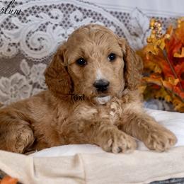 Sugar Plum - Red  female Goldendoodle puppy in Boise, Idaho from Goldendoodle Baby