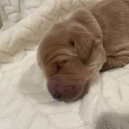 Orange - Apricot female Goldendoodle puppy in Medina, Ohio from Farmer Doodles