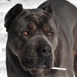 Royal - Cane Corso