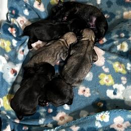Girl 2 - Brindle female Pug puppy in Greeneville, Tennessee from Bear Mountain Farms