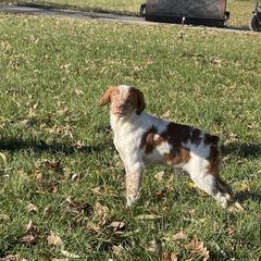 Boy 4 - Orange and white French Brittany puppy in Port Byron, Illinois from Bent River Bretons