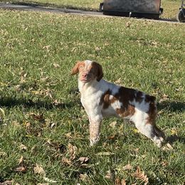 Boy 4 - Orange and white French Brittany puppy in Port Byron, Illinois from Bent River Bretons