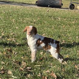 Boy 4 - Orange and white French Brittany puppy in Port Byron, Illinois from Bent River Bretons