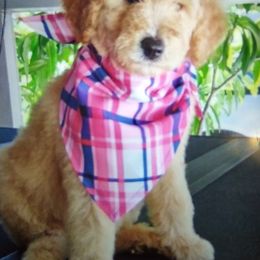 Poodle All Grown Up from Bellas Beauty’s