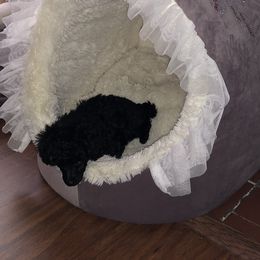 Poodle Puppies from Karamba Toy Poodles