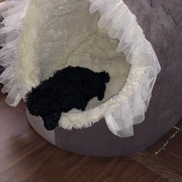 Poodle Puppies from Karamba Toy Poodles