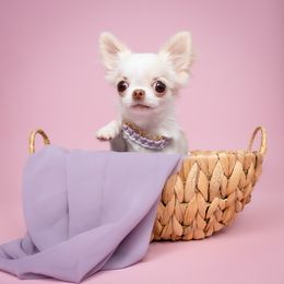 Chihuahua Puppies from Petits Chihuahuas