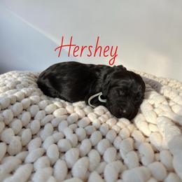 Hershey - Black male Goldendoodle puppy in Lakeland, Florida from Golden Creek Doodles