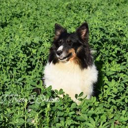 JENNA - Shetland Sheepdog