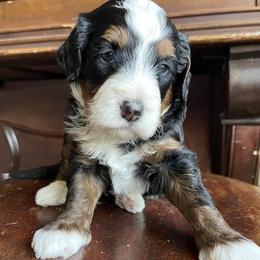 Rusty - Tri-color male Bernedoodle puppy in Superior, Arizona from Mountain Bridge Doodles