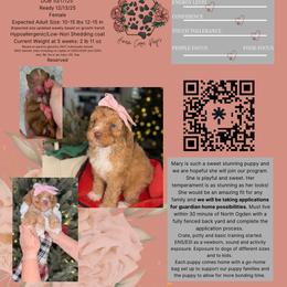 Bernedoodle, Goldendoodle, and Poodle Puppies from Anam Cara Pups