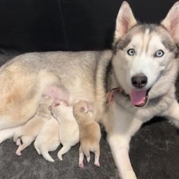 Pomsky puppies from Geaux Pomsky