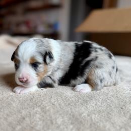 Girl 3 - female Miniature Australian Shepherd puppy in Austin, Texas from Dripping Springs Mini Aussies