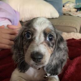 Dachshund Puppies from Ruff Patch Doxie Den