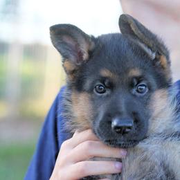 German Shepherd Puppies from Valiant Shepherds