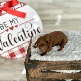 Blue Collar - Red male Cavapoo puppy in St George, Utah from Picture Perfect Doodles