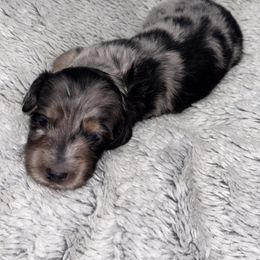 Dark green collar - Dapple male Dachshund puppy in Chicago, Illinois from RGZ Doxies