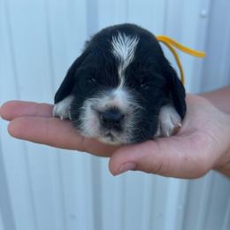 Yellow - Black white and tan female English Springer Spaniel puppy in Lincoln, Texas from LeeCo. Springers