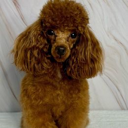Rico Suave - Poodle