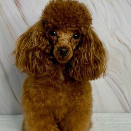 Rico Suave - Poodle