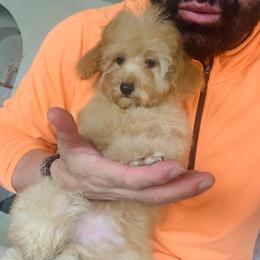 Miu Miu the apricot socialite - Apricot female Poodle puppy in Victorville, California from ItalianToyPoodles