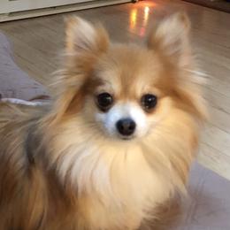 Pomeranians from Puppy Pomeranians