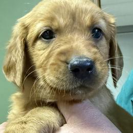 Highway - Dark golden male Golden Retriever puppy in Princeton, Minnesota from Bewitched Goldens