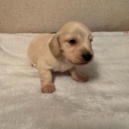 David - Cream male Dachshund puppy in Avinger, Texas from Lone Star Longhair Dachshunds