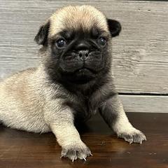 Pugs from Forever Young Pugs