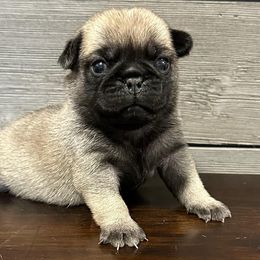Pugs from Forever Young Pugs